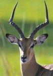 image of animal
