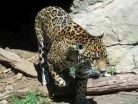 image of jaguar_car