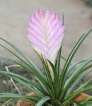 image of flower