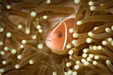 image of anemone_fish
