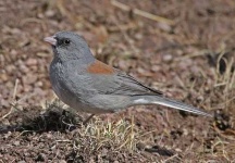 image of junco #11