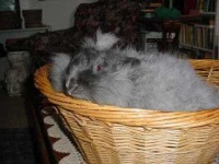 image of angora