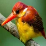 image of rufous_kingfisher #0