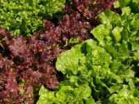 image of lettuce #1