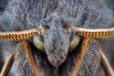 image of animal