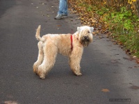 image of irish_terrier #10