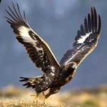 image of bird