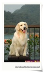 image of golden_retriever