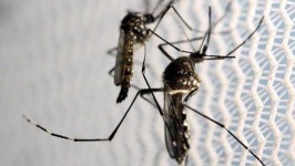 image of mosquito