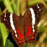 image of animal