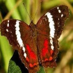 image of banded_butterfly #81