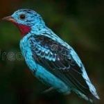 image of bird
