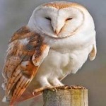 image of bird