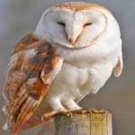 image of barn_owl #32