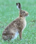 image of hare