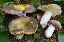 image of mushrooms