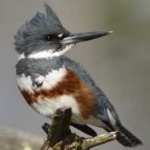 image of bird