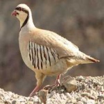 image of bird