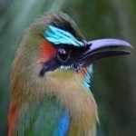 image of bird