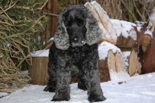 image of english_cocker_spaniel #16