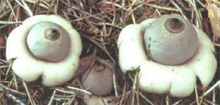 image of earthstar #31