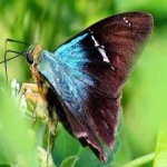 image of animal
