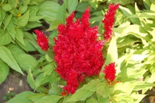 image of flower