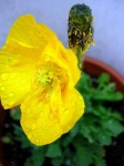 image of pot