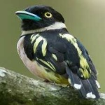 image of bird