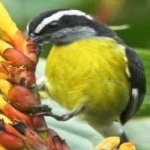 image of bird