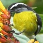 image of bananaquit #5