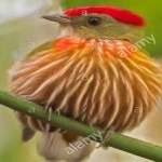 image of bird
