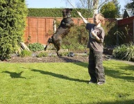 image of staffordshire_bullterrier