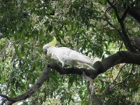 image of sulphur_crested_cockatoo