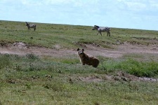 image of hyena