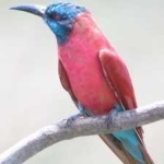 image of bird