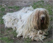 image of komondor