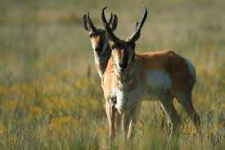 image of animal