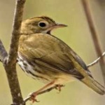 image of bird