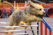image of otterhound