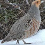 image of bird
