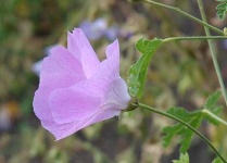 image of flower