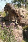 image of jaguar_car