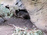 image of echidna