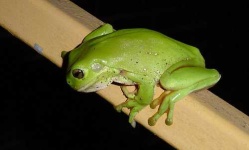 image of tree_frog #12