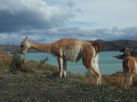 image of animal