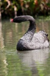 image of black_swan #13