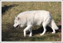 image of white_wolf #25