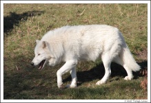 image of white_wolf
