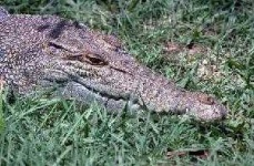 image of animal